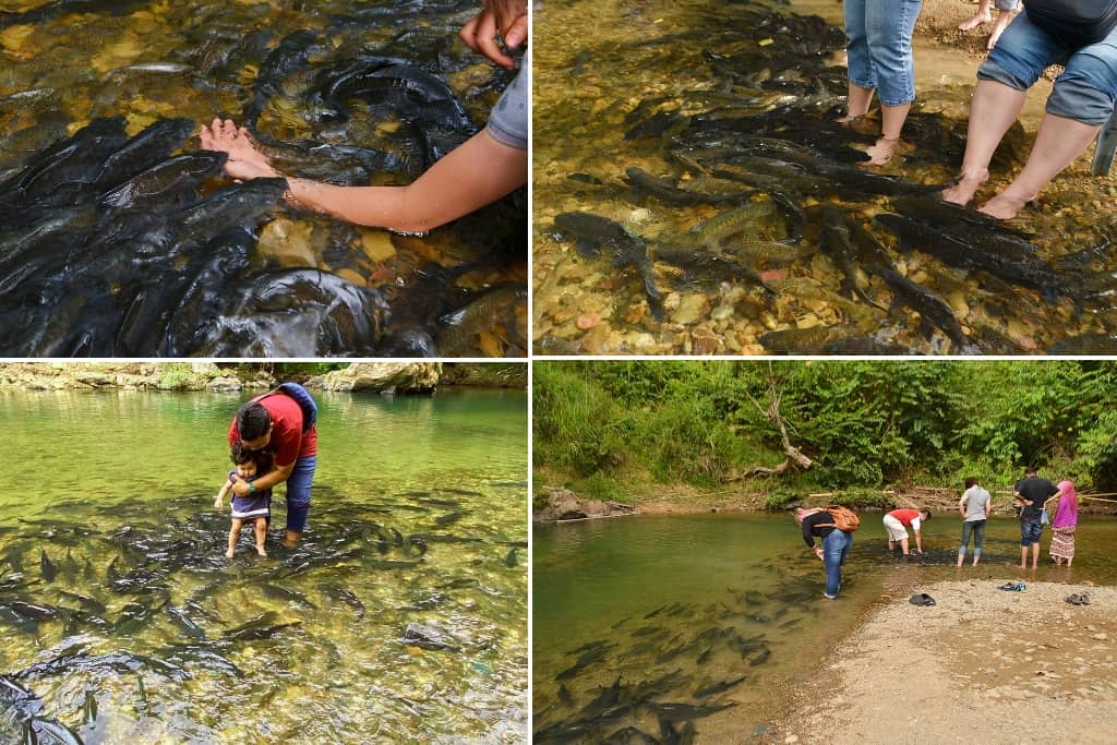 fish spa di kundasang dan ranau