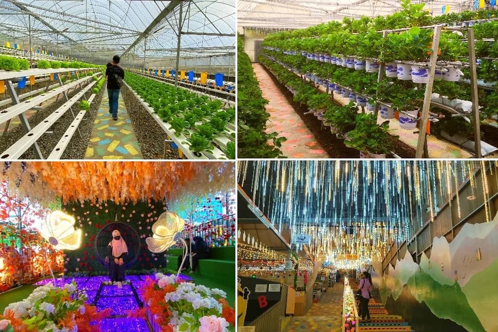 ladang sayur segar farm ville kundasang