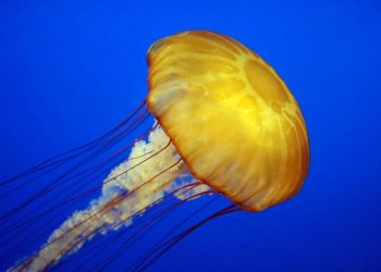 Air Kencing Cara Rawat Sengatan Obor-obor, Mitos Atau Fakta?