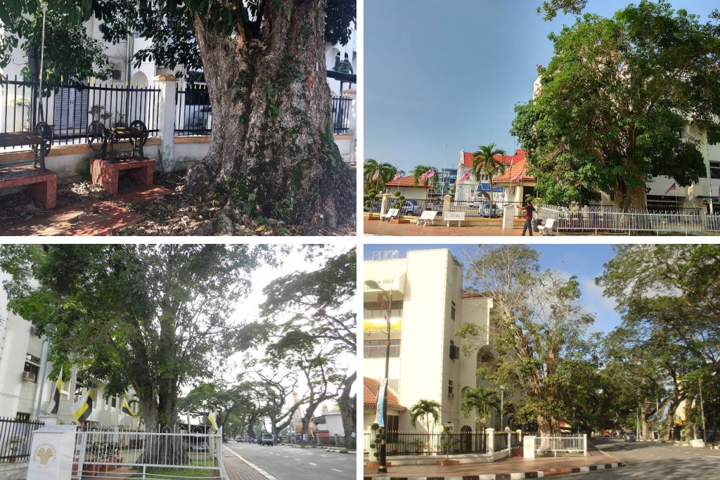 Oldest Rubber Tree