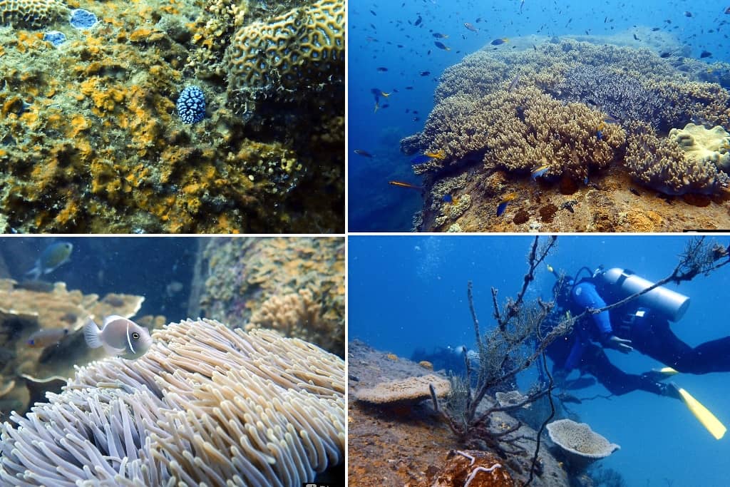 terumbu tiga pulau perhentian