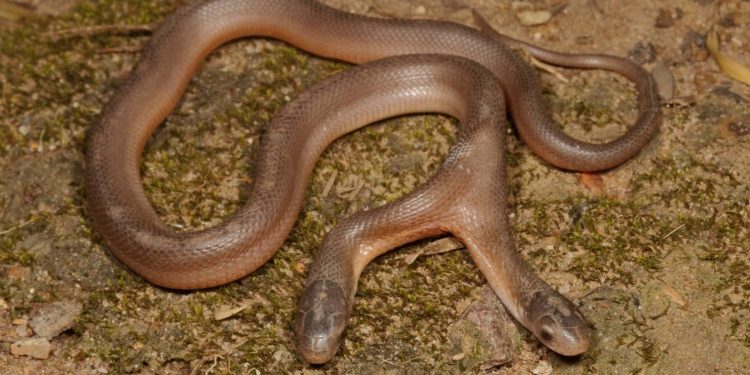 Gemparkan Dunia, Penemuan Ular Berkepala Dua Di Afrika Selatan