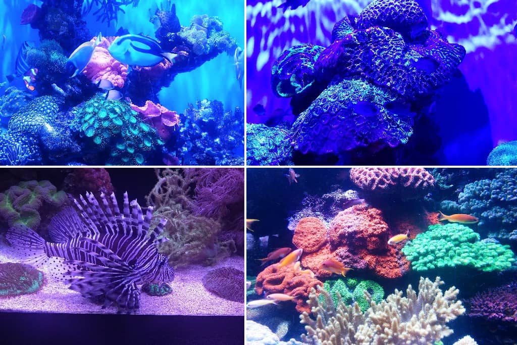 Aquarium of Western Australia