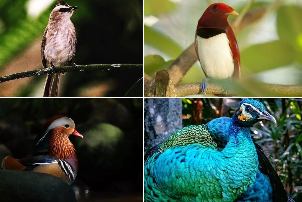 Bali Bird Park