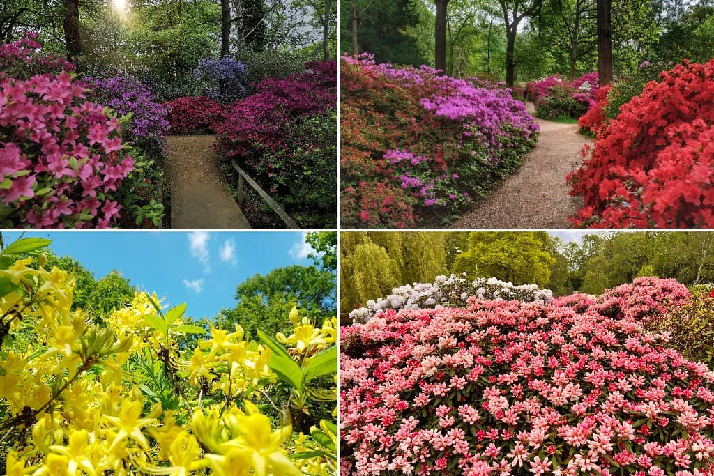 Isabella Plantation