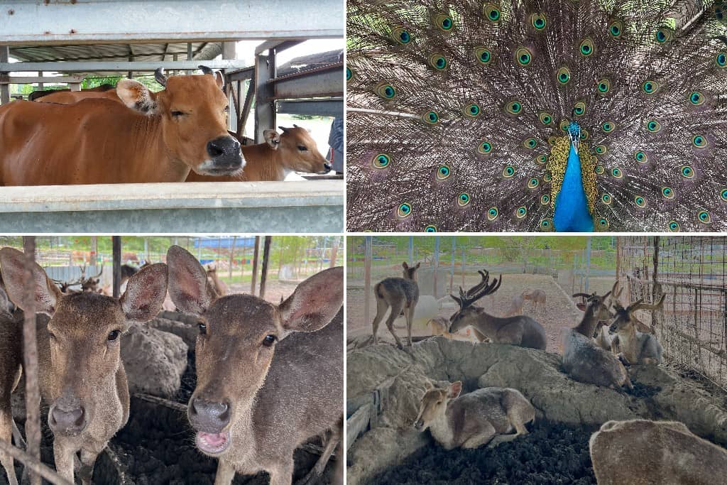 La Dairy Goat Farm