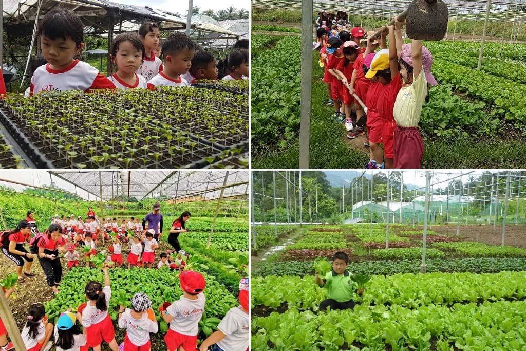 LadyBird Organic Farm