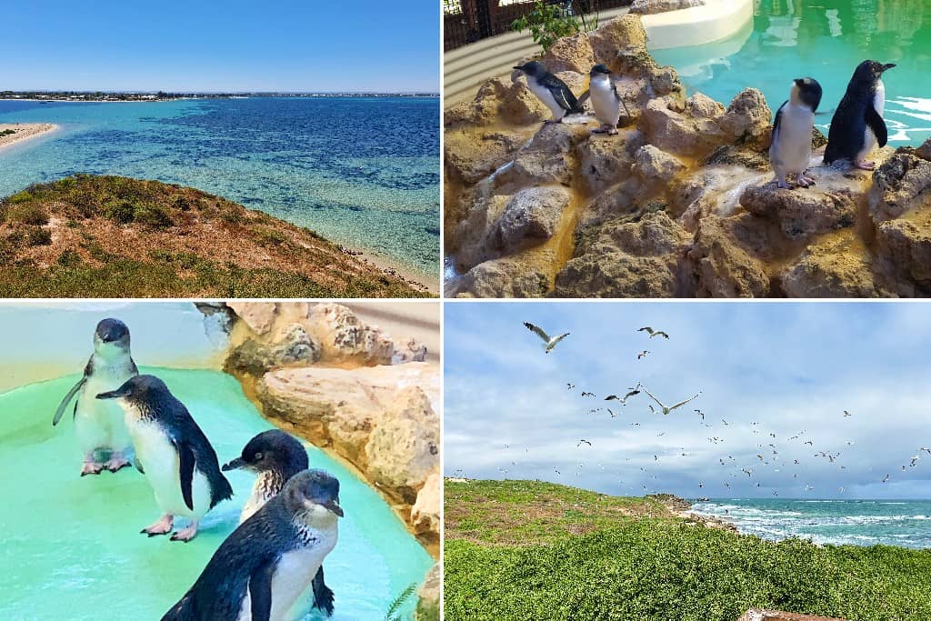 Penguin Island