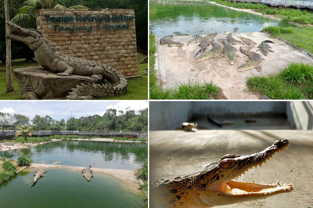 Sarang Buaya Tanjung Langsat