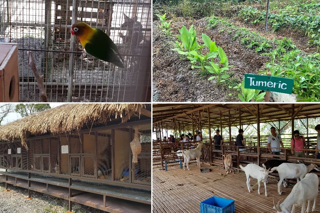 Sri Tanjung Leisure Farm
