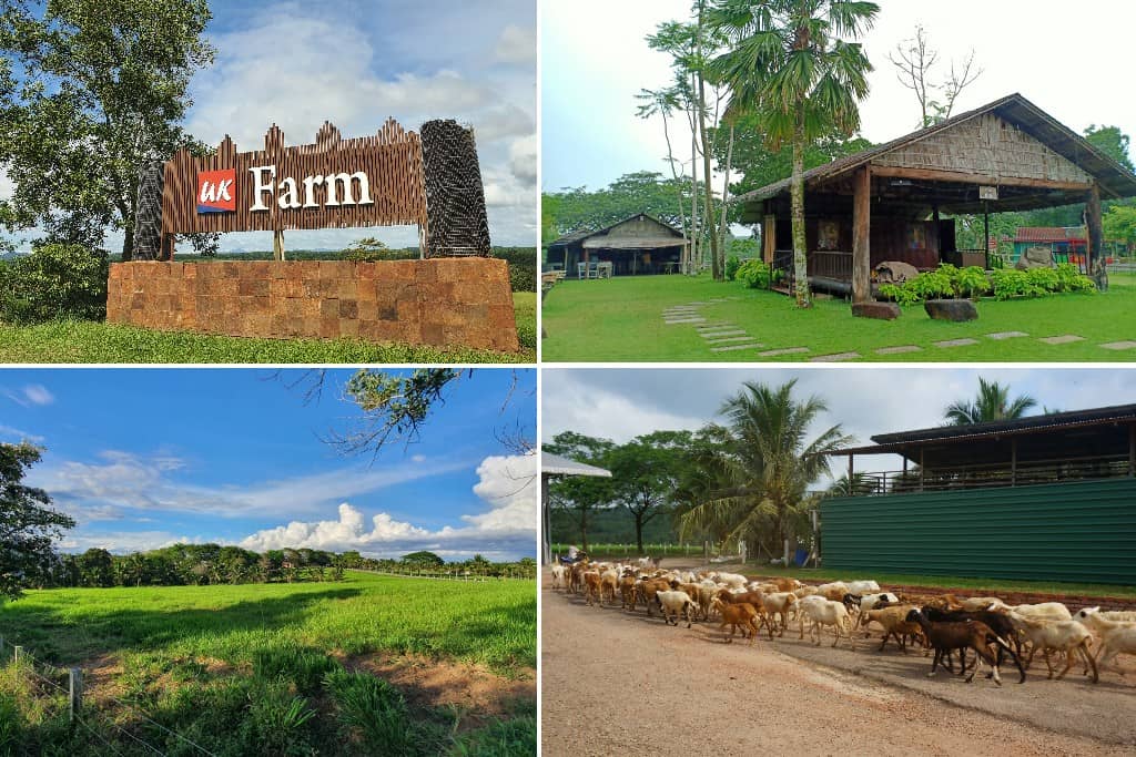 ladang kambing dan biri-biri di kluang