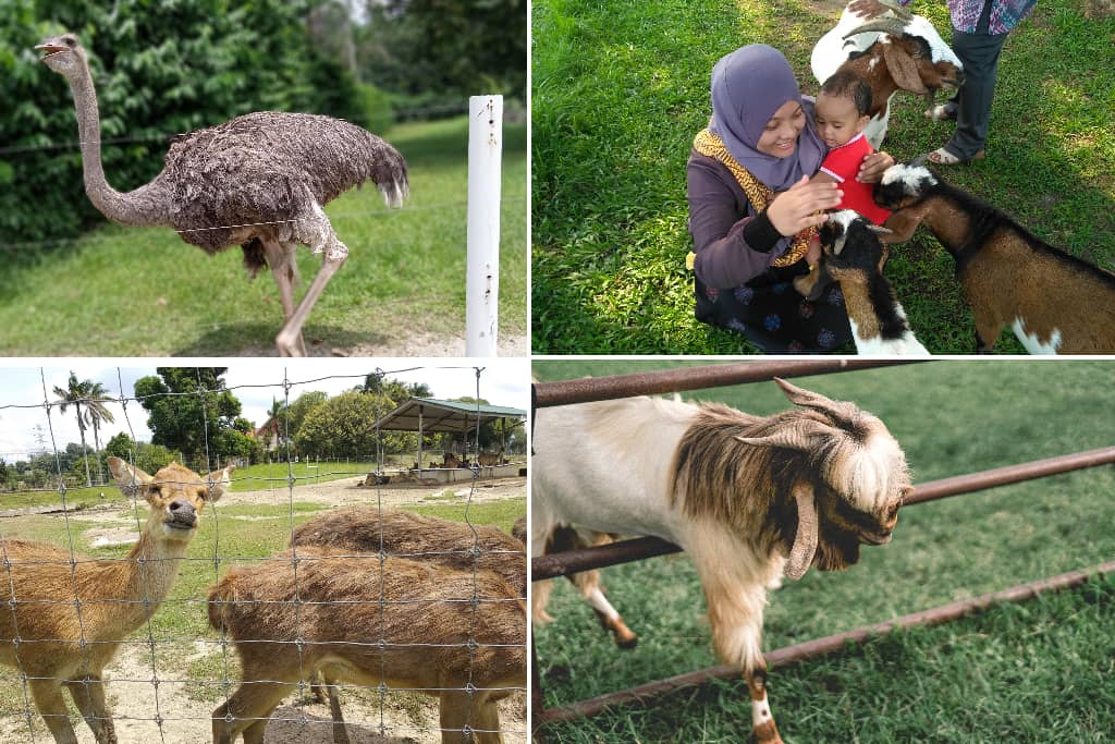 jelita ostrich farm
