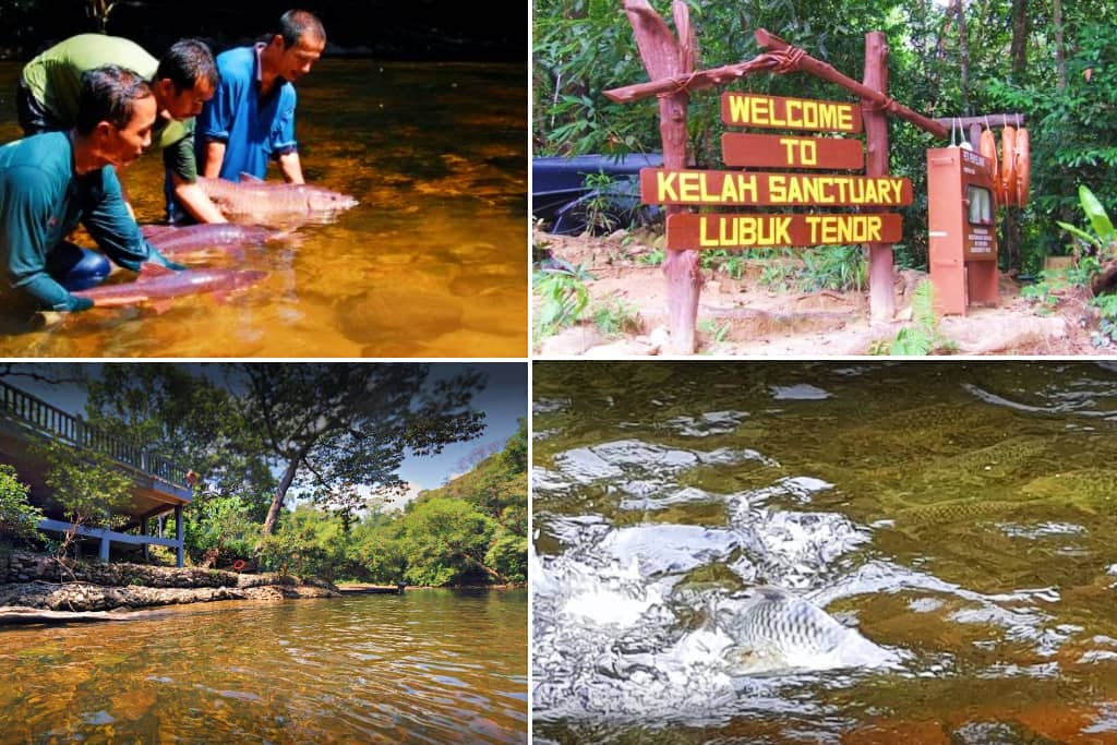kelah santuary di pahang