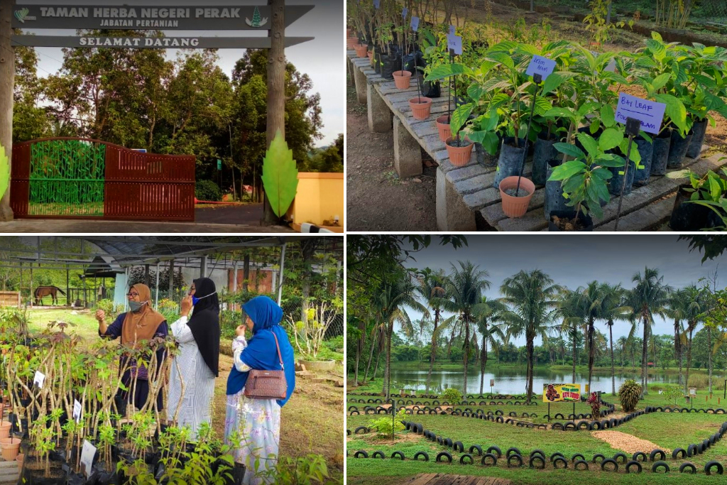 taman herba papan di batu gajah