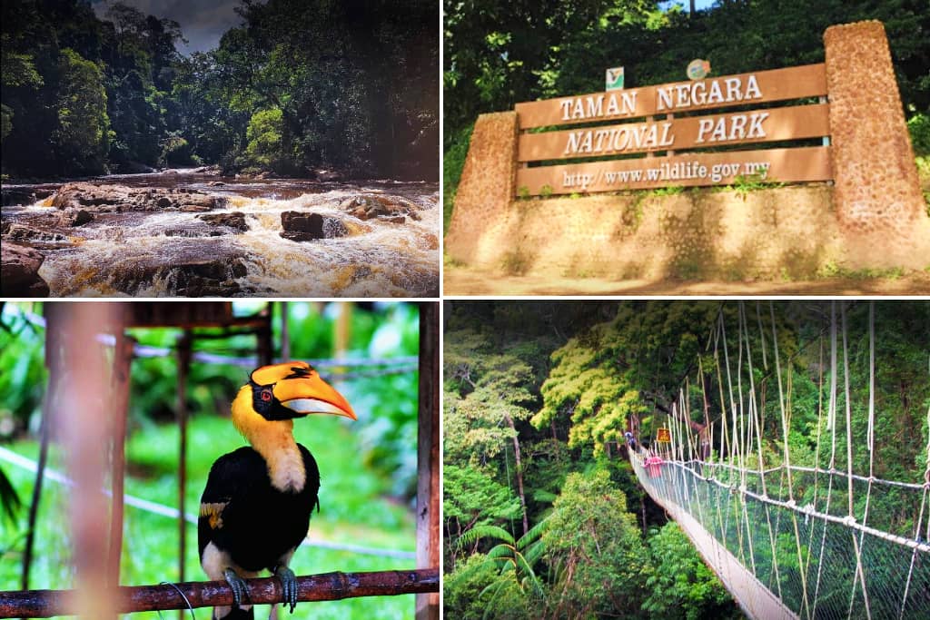 taman negara pahang yang menarik