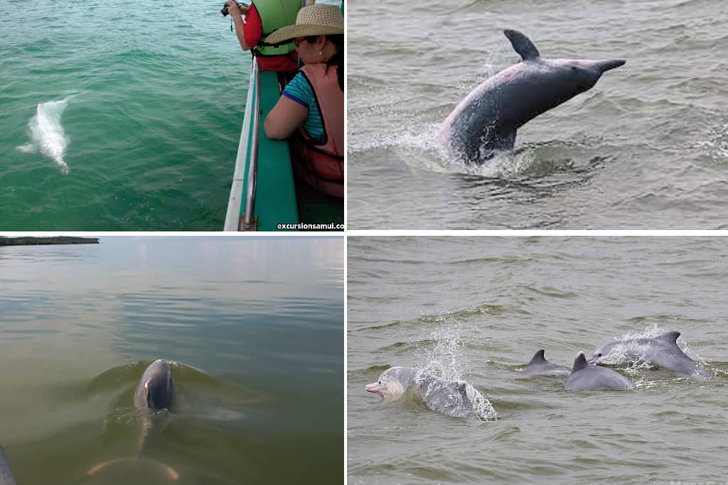 Dolphin tour kuala sepetang