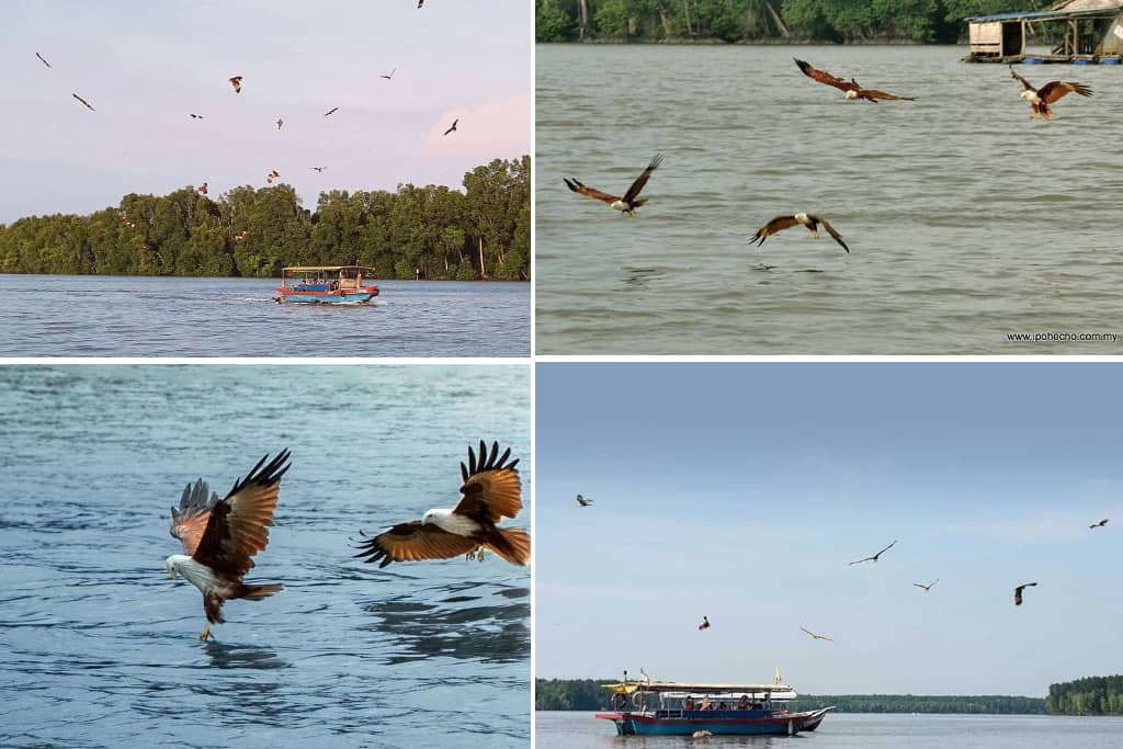 Tempat Eagle Feeding di Kuala Sepetang