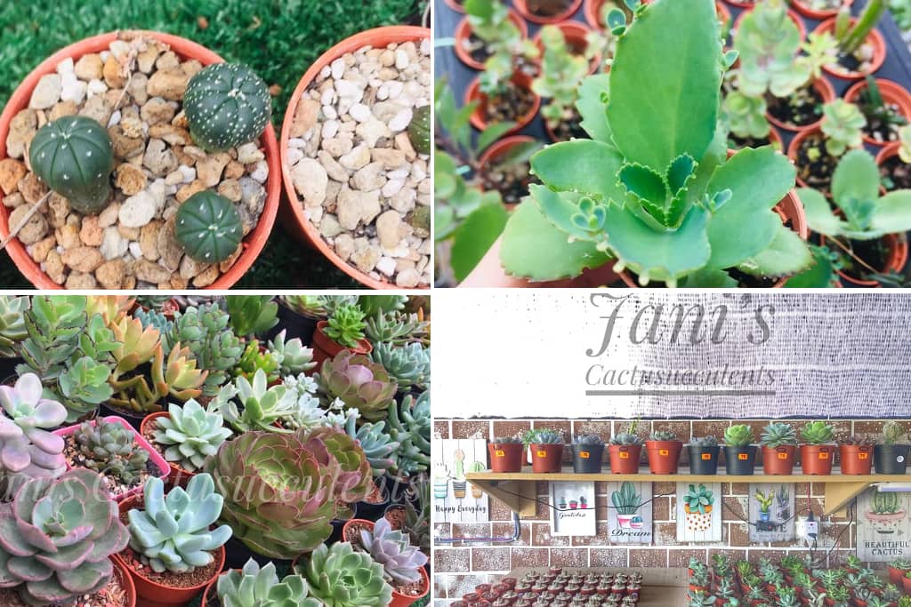 Janis cactusecculents di Papar