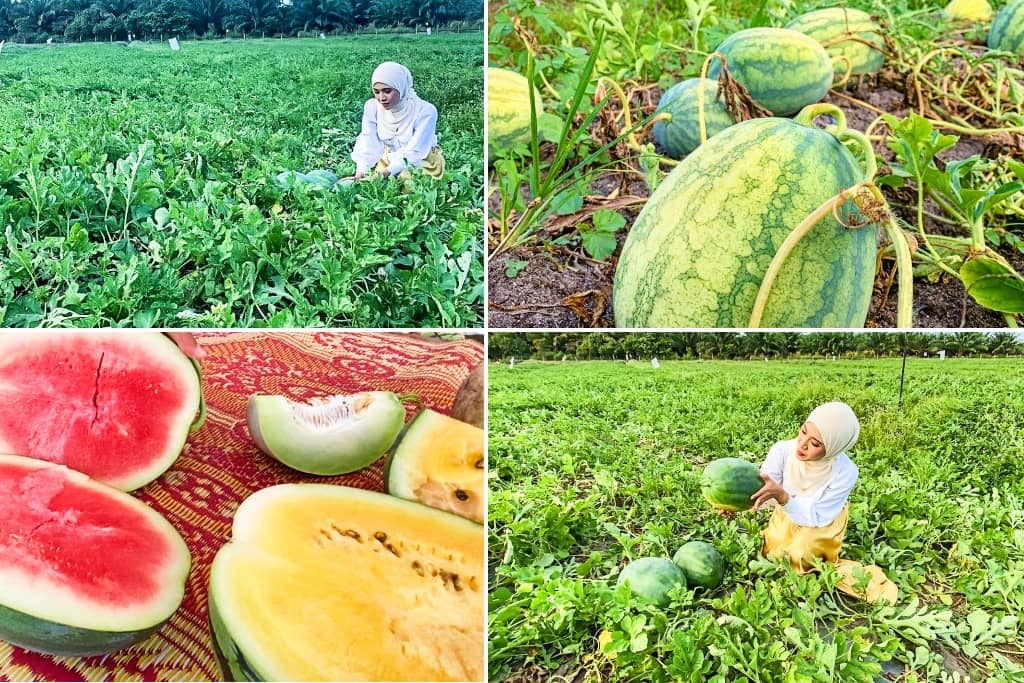 Ladang Tembikai Kolam Hijau