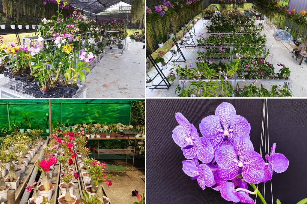 Lawren Garden Center di Papar