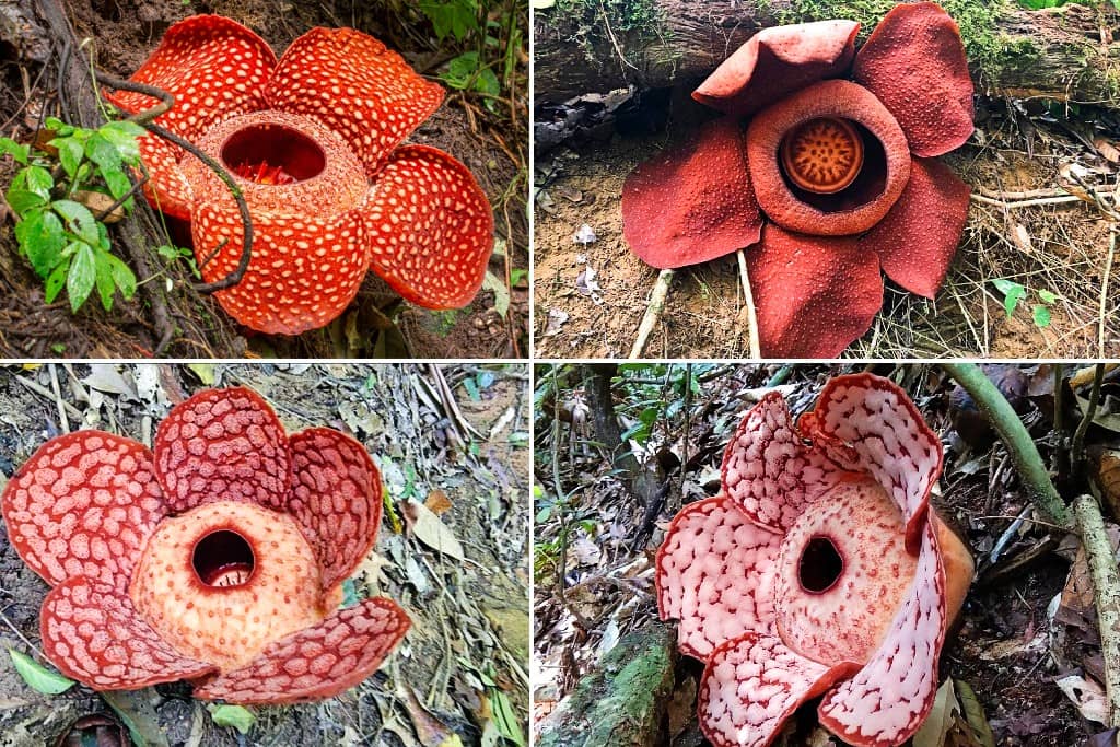 Taman Bunga Rafflesia, Bongor