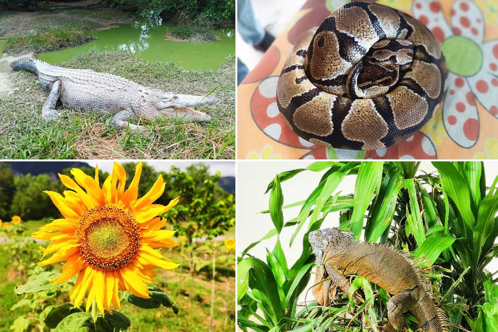 Taman Ular & Reptilia Perlis di padang besar