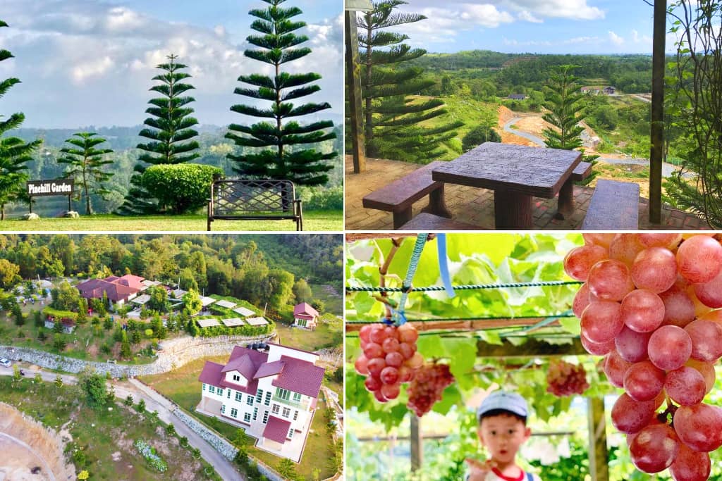 pine hill garden yang cantik di marang terengganu