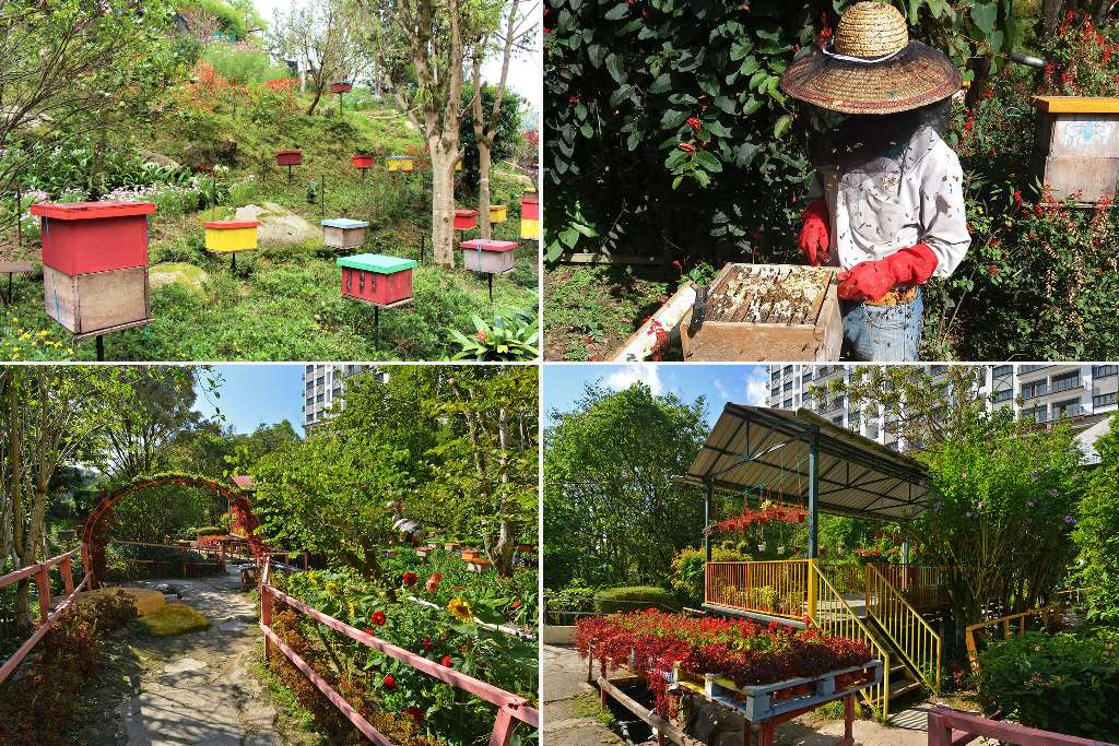 bee-farm-di-cameron-highland