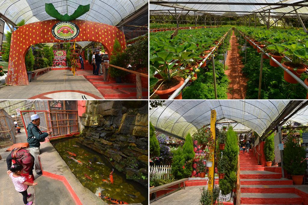 big red farm strawberry cameron highland