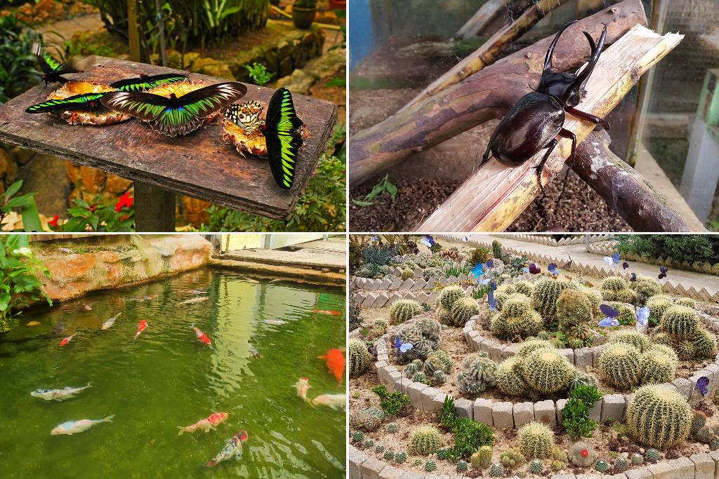 butterfly garden di cameron