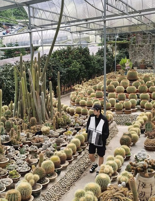 Cactus point di cameron highland