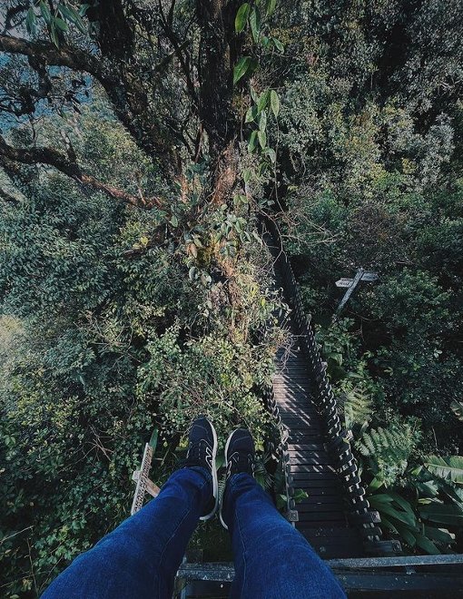 hutan berlumut di cameron highland