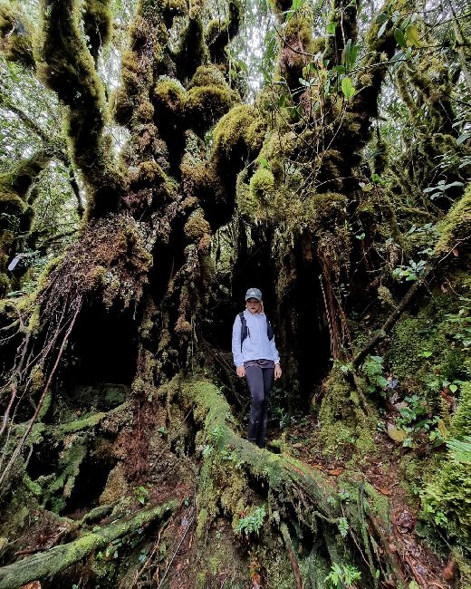 mossy forest cameron highlands