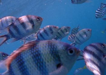 tempat menarik di rompin