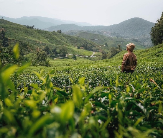 ladang teh boh sungai palas di cameron highlands