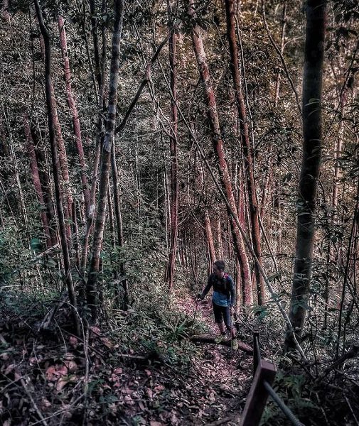 menerokai hutan di taman negara penang