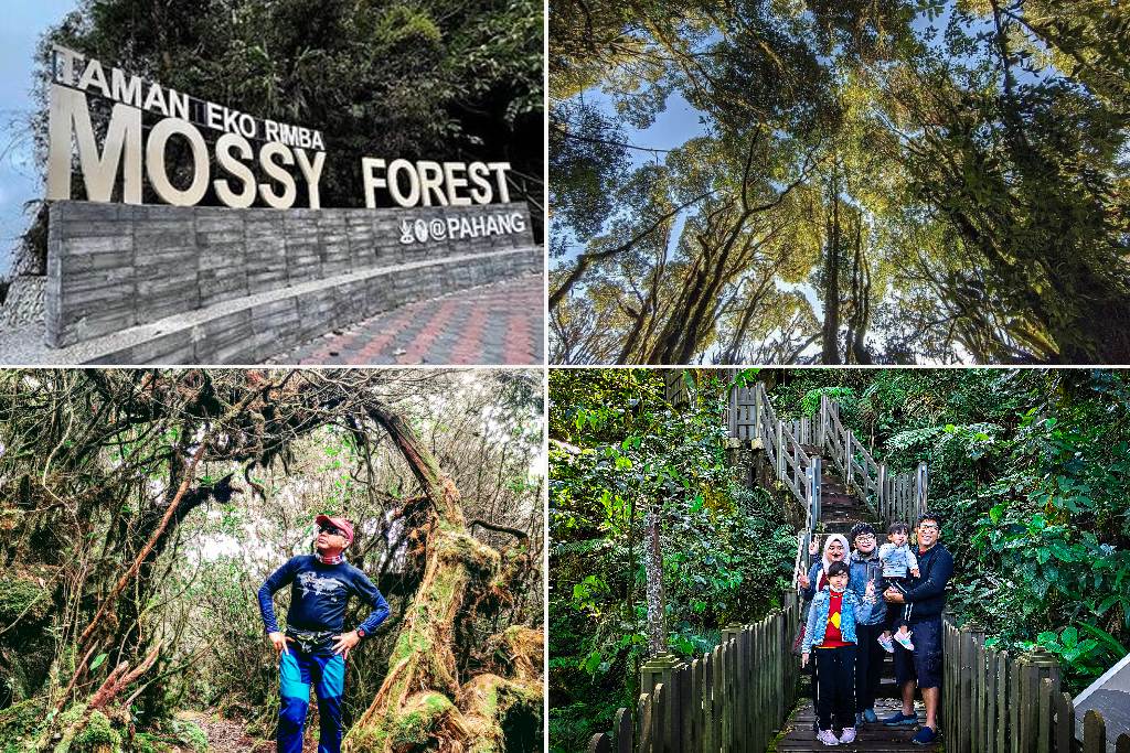 mossy forest penuh kehijauan di cameron highland