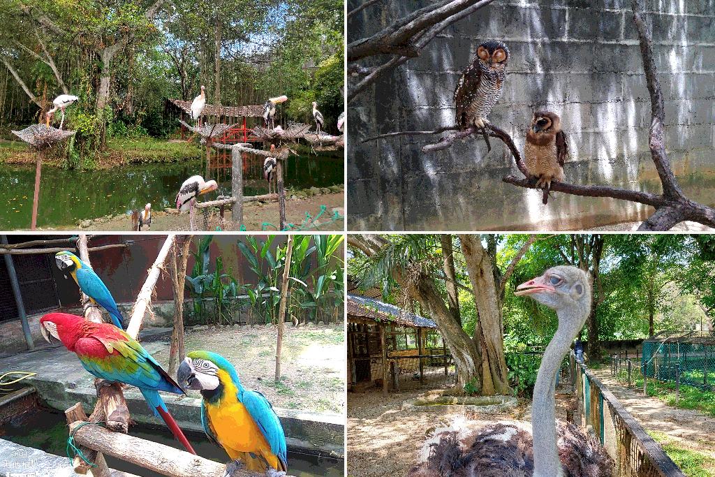 penang bird park untuk family meluangkan masa