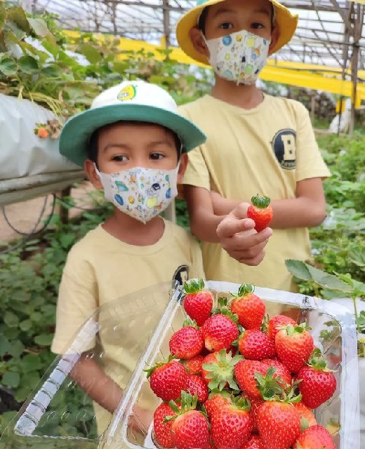 petik strawberry di cameron highland