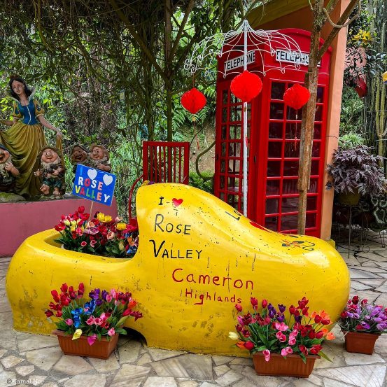 rose valley cameron highland
