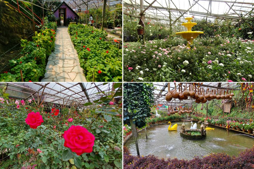 rose valley di cameron highland