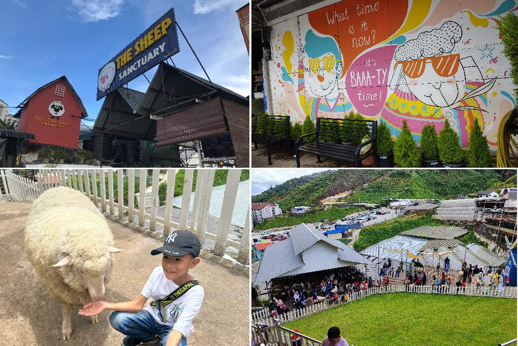 sheep sanctuary di cameron