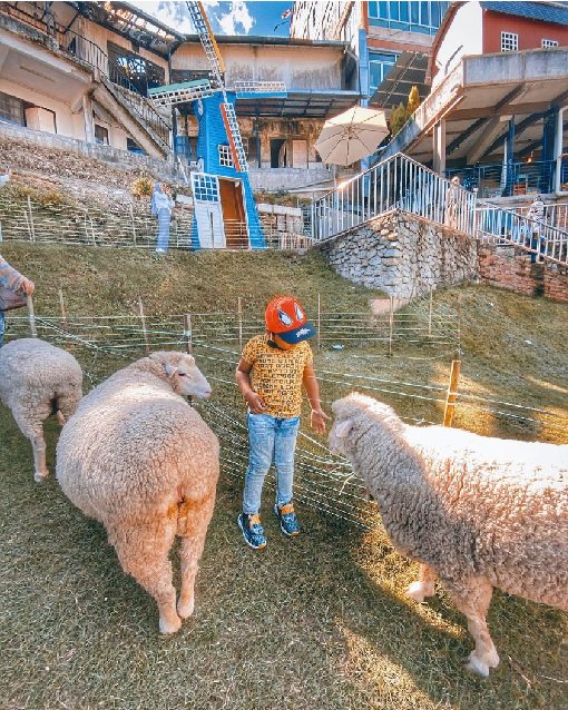 sheep santuary di cameron highland