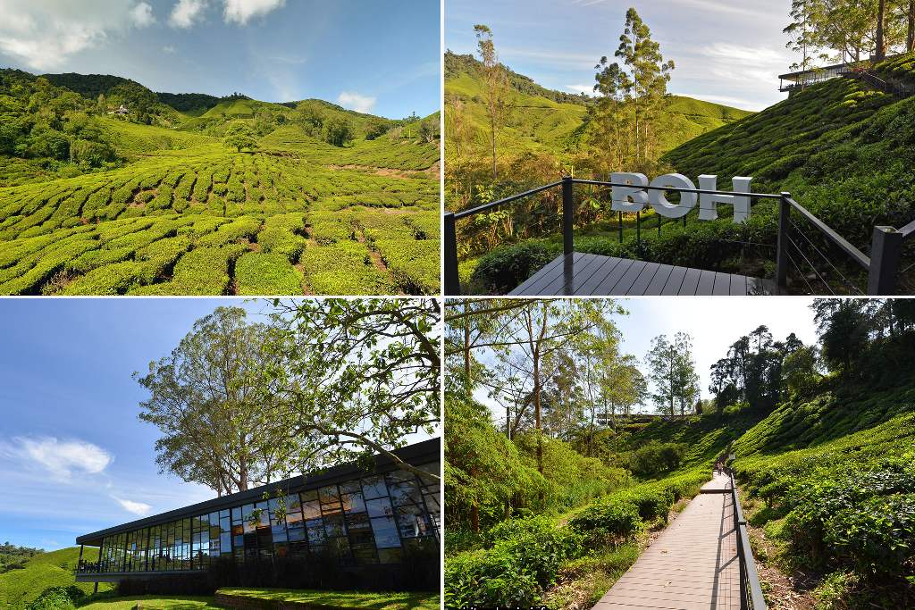 teh boh sungai palas di cameron highland