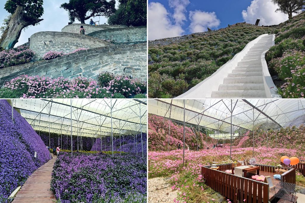 warna warni flora park di cameron highland