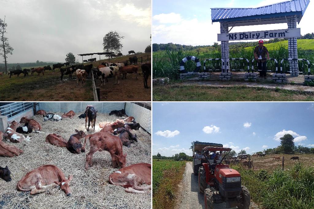 tempat menarik kuala pilah: NS Dairy Farm