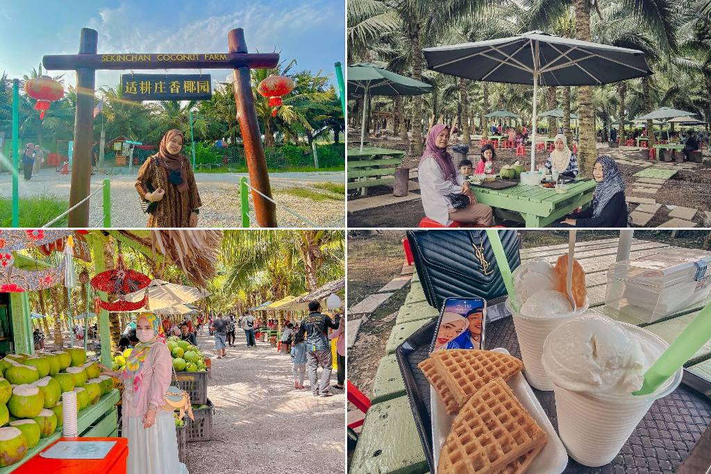 coconut farm di selangor