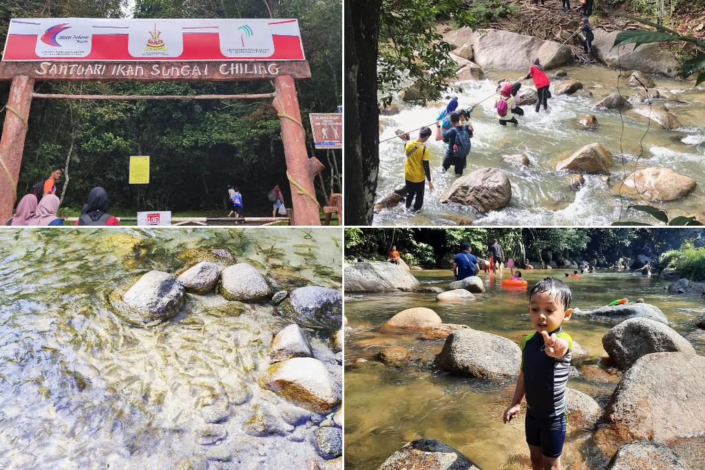 mandi dan bagi makan ikan di sungai hulu selangor