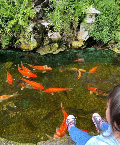 nanyang fish farm di kulai johor