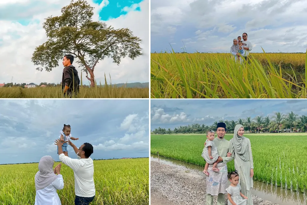 sawah padi di sabak bernam selangor